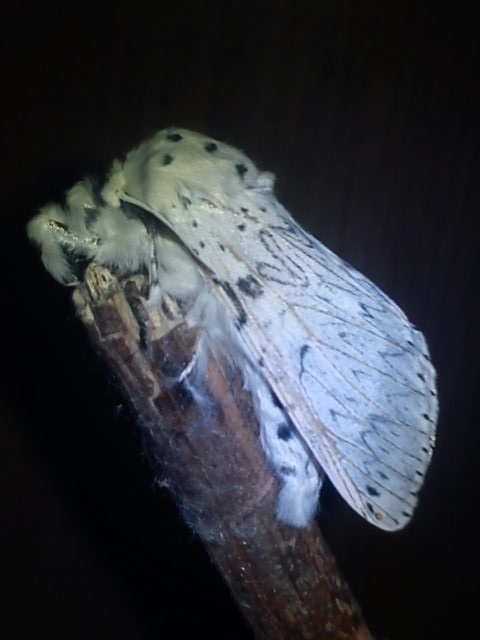 Cerura erminea - Wid�ogonka gronostajka