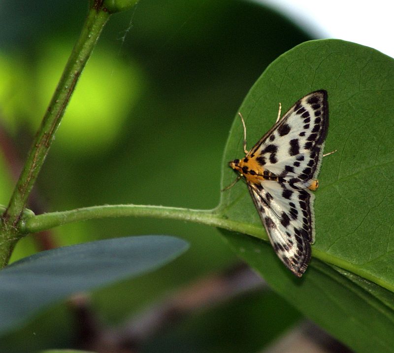 Przezierka pokrzywianka Przezierka pokrzywianka