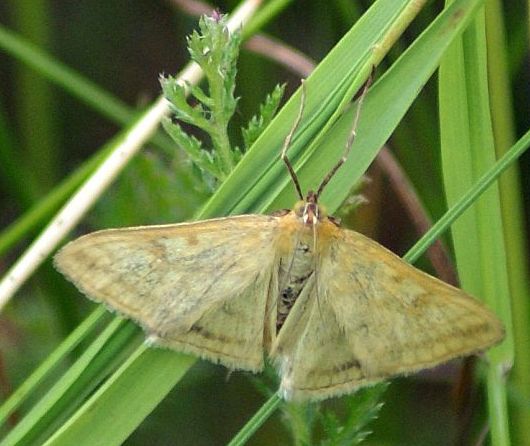 Coś z miernikowcowatych? Coś z miernikowcowatych?