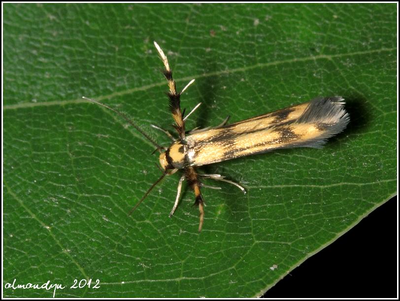 dziwadło... dziwadło...