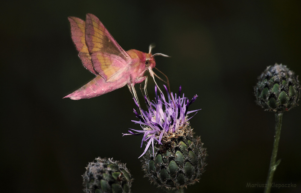 Zmrocznik pazik Zmrocznik pazik