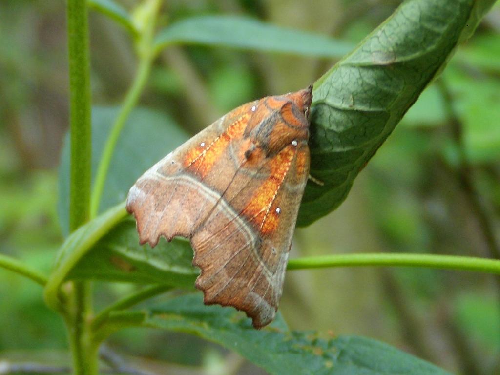 Scoliopteryx libatrix z lisią mordką :) Scoliopteryx libatrix z lisią mordką :)