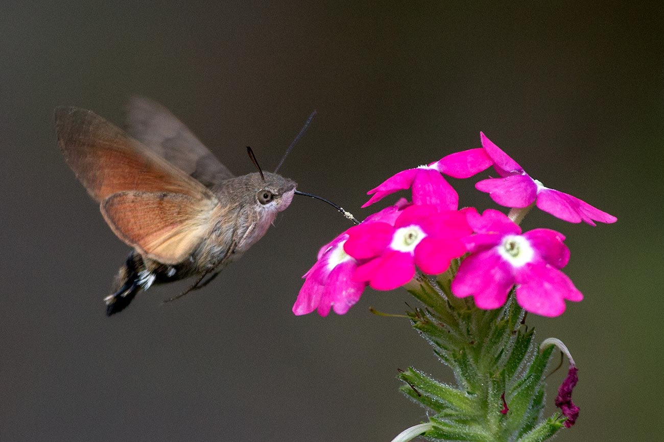 Fruczak gołąbek Fruczak gołąbek