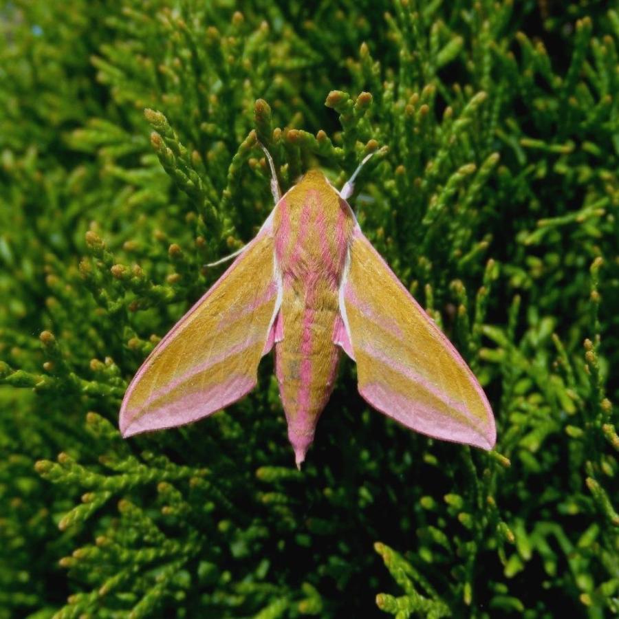 Zmierzchnik gładysz podczas opalania Zmierzchnik gładysz podczas opalania