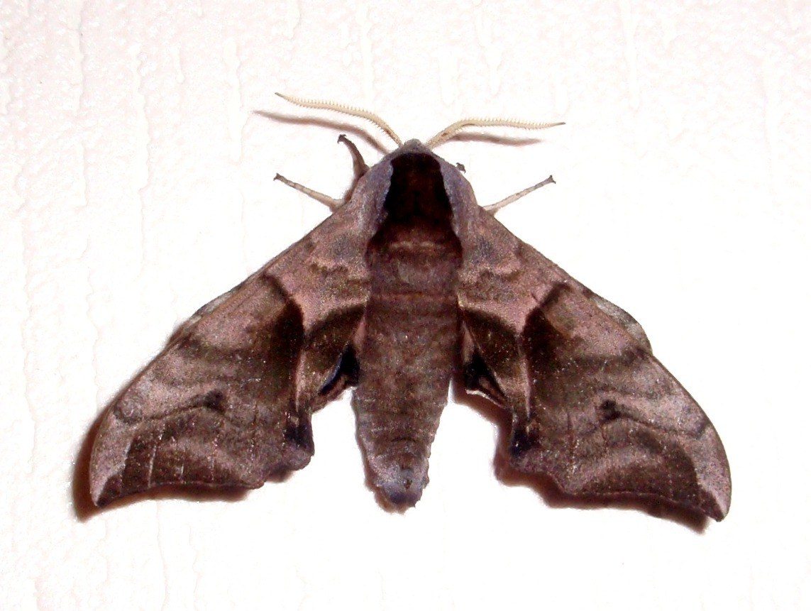 Nastrosz p�pawik z wizyt� domow�