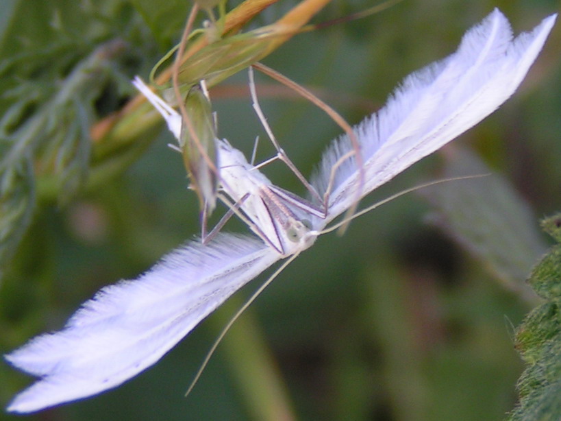PIÓROLOTEK ŚNIEŻYNKA - pterophorus pentadactyla PIÓROLOTEK ŚNIEŻYNKA - pterophorus pentadactyla