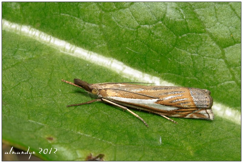Crambus