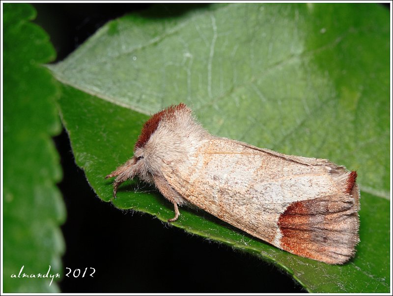 Wzjeżka łozówka Wzjeżka łozówka