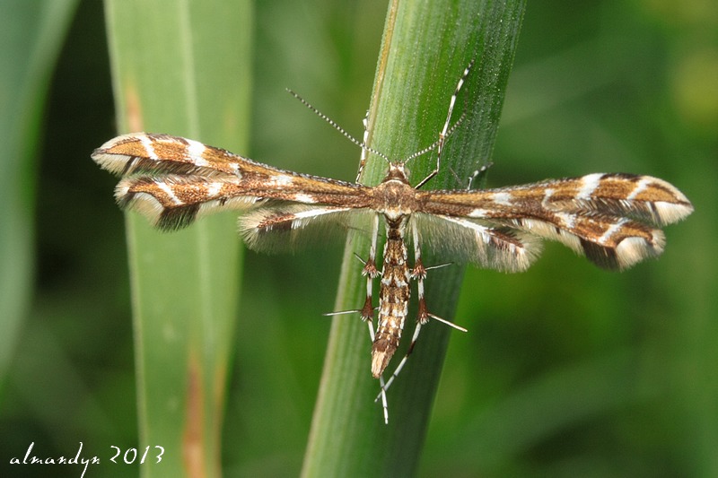 Piórolotek Piórolotek