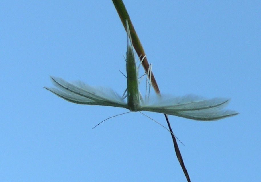 PIÓROLOTEK ŚNIEŻYNKA - pterophorus pentadactyla PIÓROLOTEK ŚNIEŻYNKA - pterophorus pentadactyla