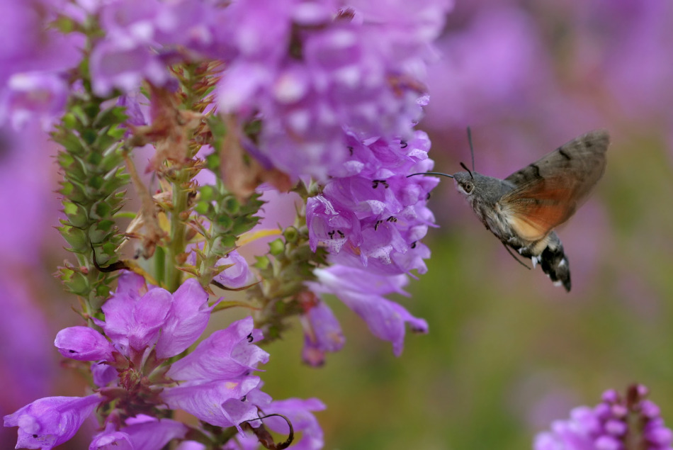 jesienne spotkanie... jesienne spotkanie...