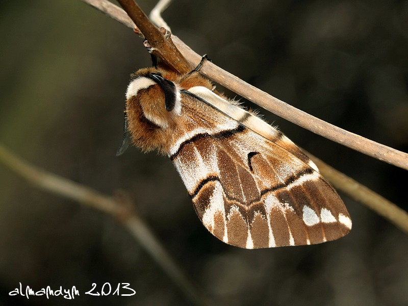 Endromis versicolora Endromis versicolora