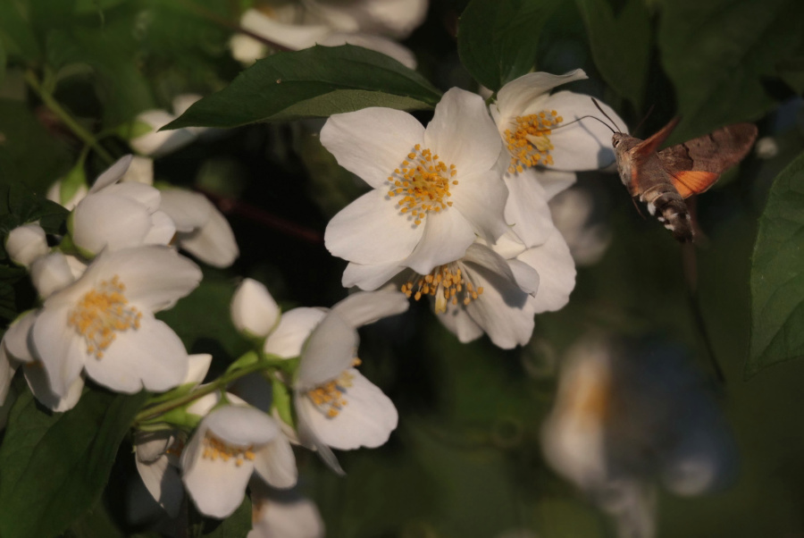 jaśminowy... jaśminowy...