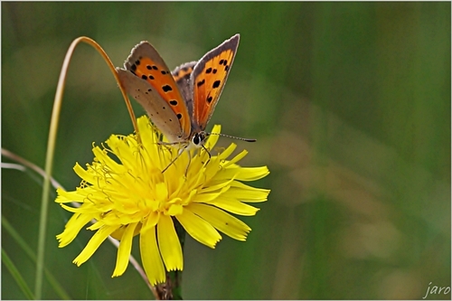Czerwończyk żarek - samica Czerwończyk żarek - samica
