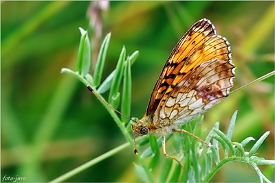 Dostojka ino. Dostojka ino.