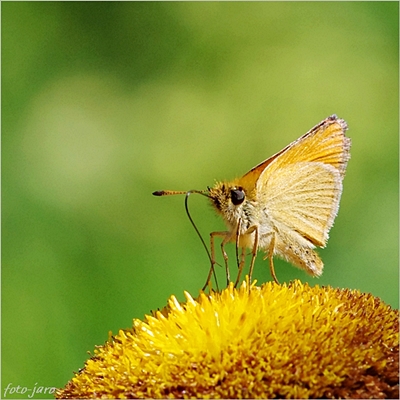 Karłątek kniejnik Karłątek kniejnik