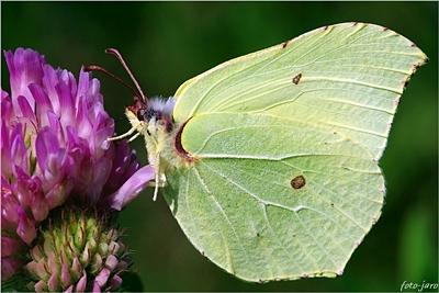 Listkowiec cytrynek - samica Listkowiec cytrynek - samica