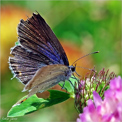 Modraszek ikar Modraszek ikar