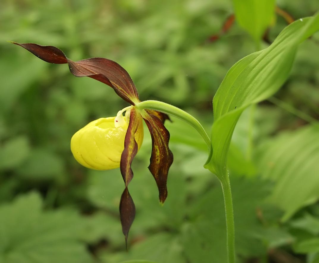 Sympozjum2006 -obuwik (Fot. J. Buszko) Sympozjum2006 -obuwik (Fot. J. Buszko)