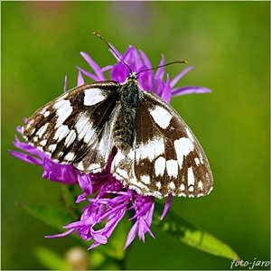 Polowiec szachownica Polowiec szachownica