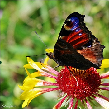 Rusałka pawik Rusałka pawik