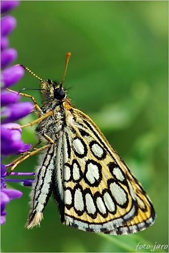 Rojnik morfeusz Rojnik morfeusz