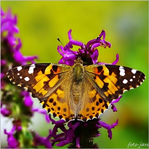 Rusałka osetnik Rusałka osetnik