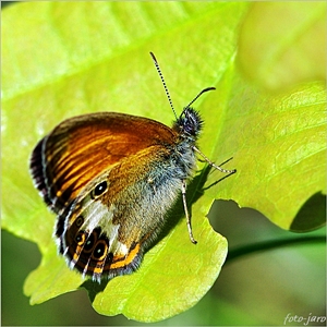 Strzępotek glicerion Strzępotek glicerion