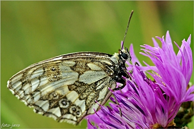 Polowiec szachownica Polowiec szachownica