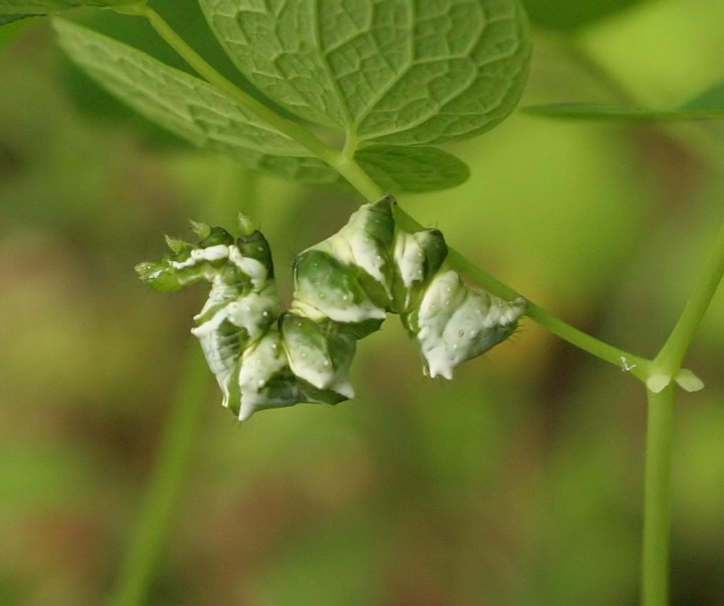 Sympozjum2006 -Lamprotes c-aureum (Fot. J. Buszko) Sympozjum2006 -Lamprotes c-aureum (Fot. J. Buszko)