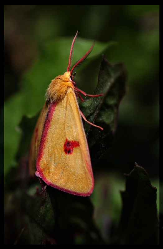 Niedźwiedziówka jastrzębica... Niedźwiedziówka jastrzębica...