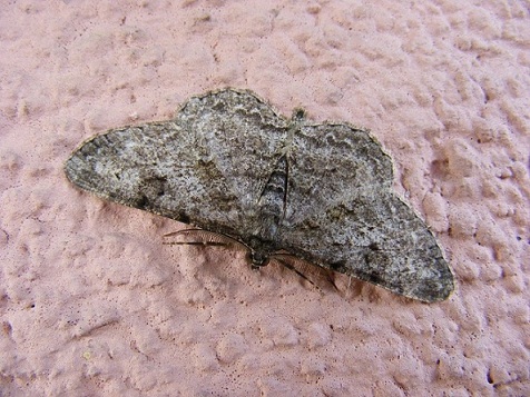 Poranny motyl nocny Poranny motyl nocny