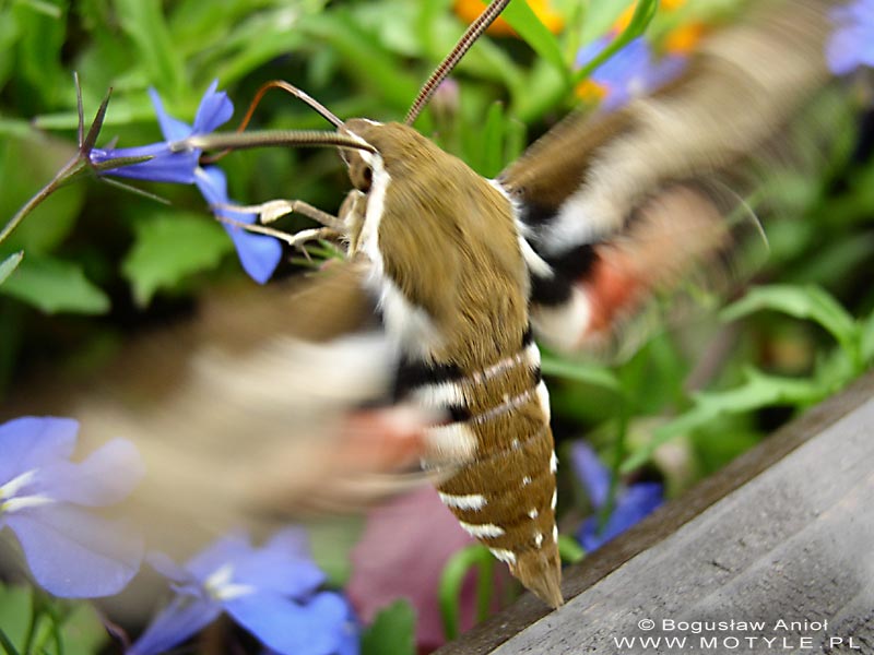 Zmrocznik przytuliak (Hyles gallii)