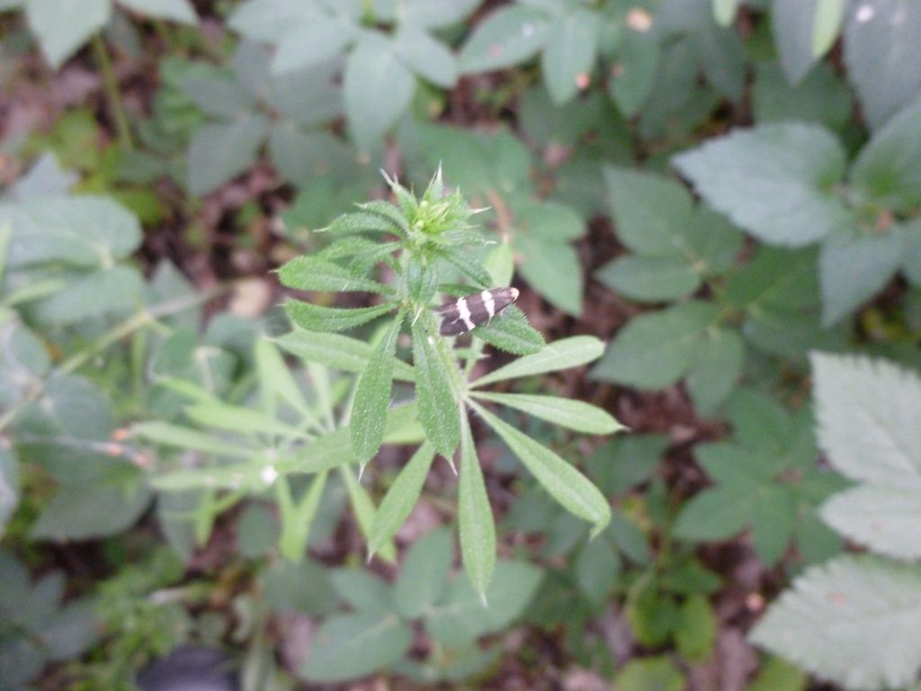 Czy to Lampronia flavimitrella? Czy to Lampronia flavimitrella?