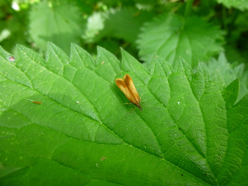 Czy to Tischeria ekebladella ?