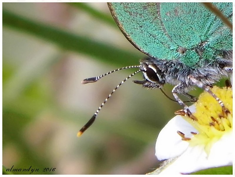 Callophrys rubi   (Linnaeus, 1758)