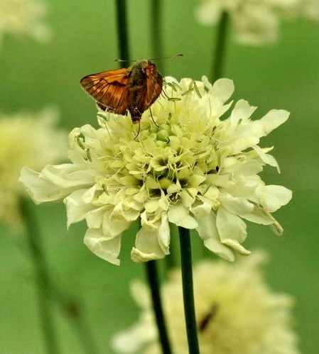Kartek ryska (Hrymelikus lineola)
