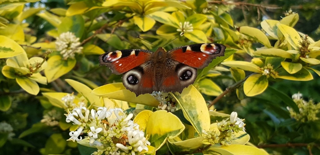 Rusałka pawik (Inachis io) Rusałka pawik (Inachis io)