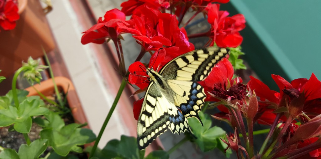 Paź królowej (Papilio machaon) Paź królowej (Papilio machaon)