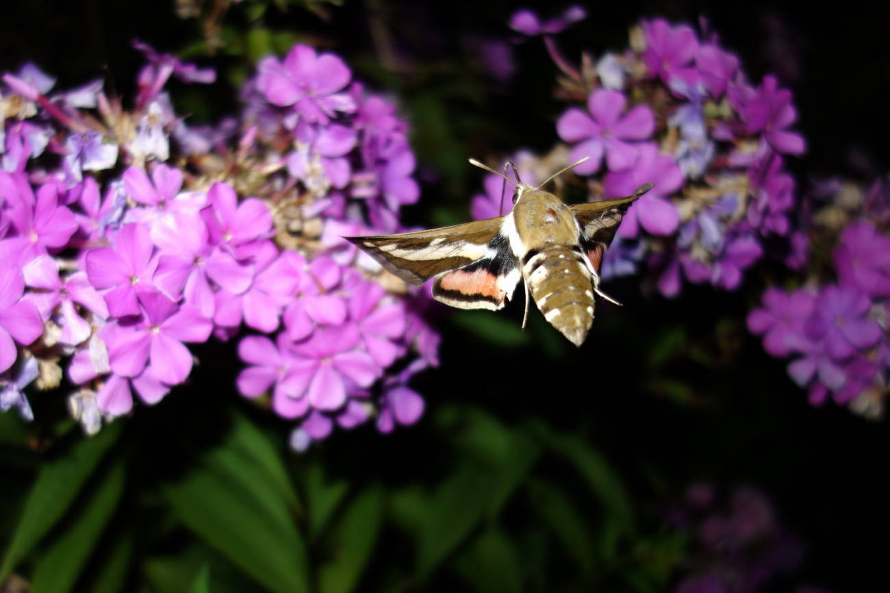 Hyles gallii