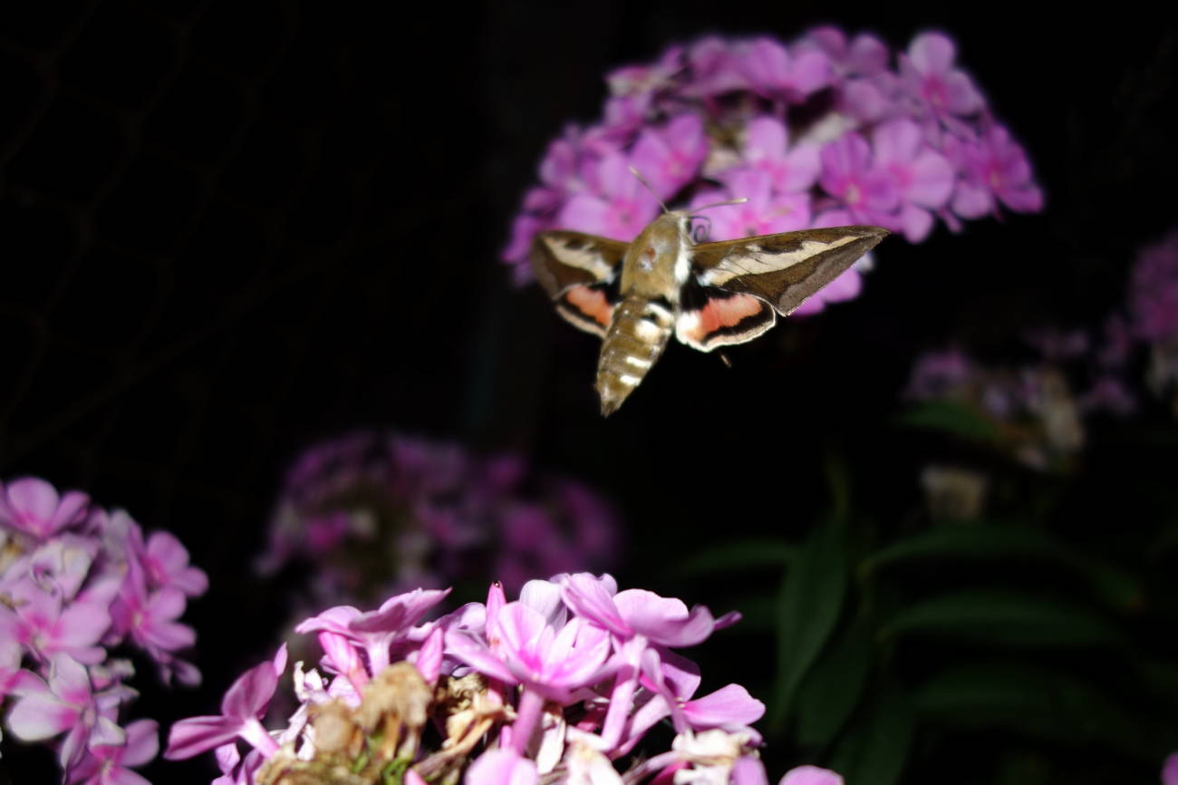 Hyles gallii