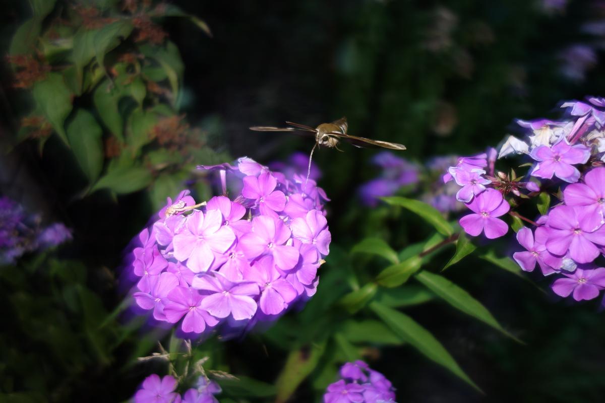 przytuliak A.D. 2019 przytuliak A.D. 2019