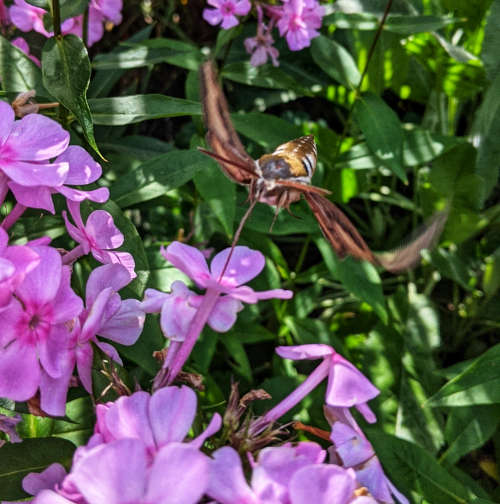 Tegoroczny przytuliak Tegoroczny przytuliak