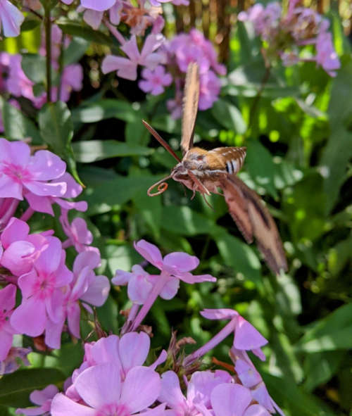 Wieczorny duszek w tym roku porannym Wieczorny duszek w tym roku porannym