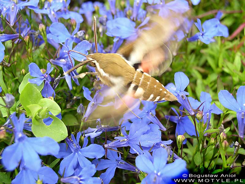 Zawisak na balkonie (Hyles gallii) Zawisak na balkonie (Hyles gallii)