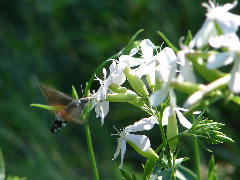 Macroglossum stellatarum Macroglossum stellatarum