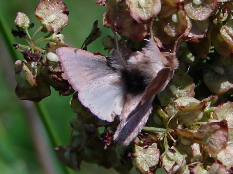 Sówka, ale jaka? Sówka, ale jaka?