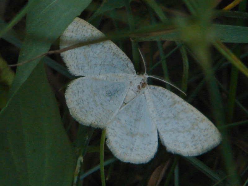 Miernikowiec? Miernikowiec?