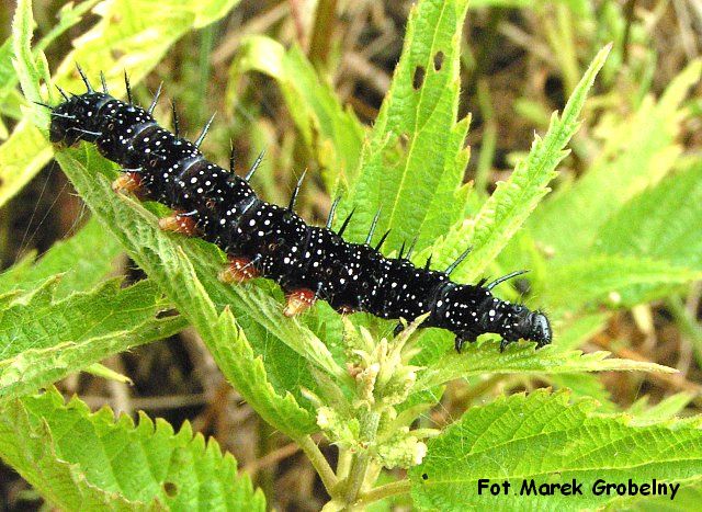 G�sienica rusa�ki pawik.