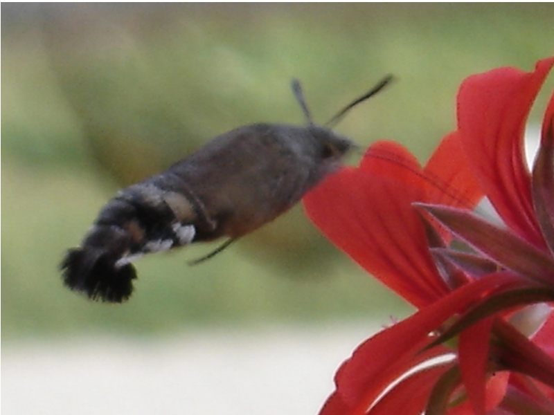 Macroglossum stellatarum Macroglossum stellatarum